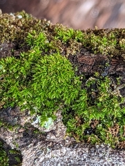 Tortula muralis