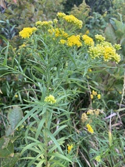 Euthamia graminifolia