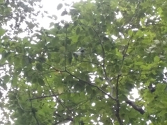 Magnolia acuminata