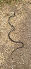Masticophis lateralis