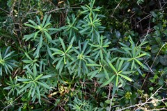Euphorbia kraussiana