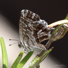 Cacyreus marshalli