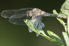 Sympetrum rubicundulum