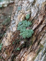Physcia millegrana