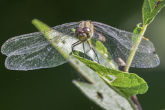 Sympetrum rubicundulum