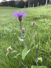Centaurea phrygia pseudophrygia