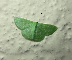 Synchlora