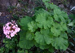 Pelargonium zonale
