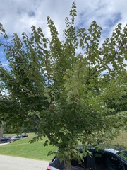 Acer rubrum