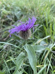 Centaurea phrygia pseudophrygia
