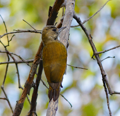 Dryobates passerinus