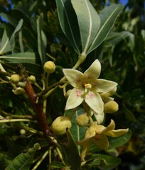 Sterculia alexandri
