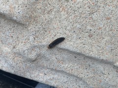 Spodoptera frugiperda