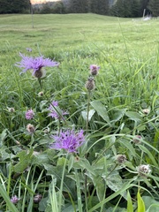 Centaurea phrygia pseudophrygia