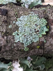 Physcia millegrana