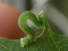 Lomographa semiclarata