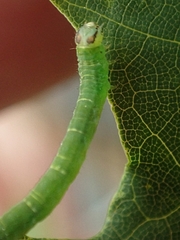 Lomographa semiclarata