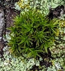 Ulota crispa