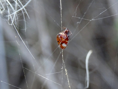 Argyrodes argyrodes