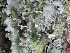 Parmotrema hypotropum