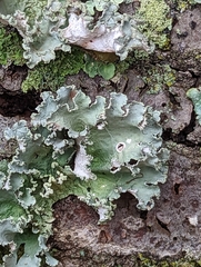 Parmotrema hypotropum