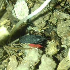 Neurocladus brachiidens