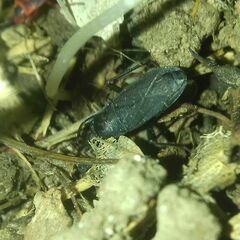 Neurocladus brachiidens