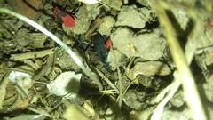 Neurocladus brachiidens