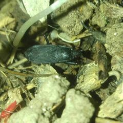 Neurocladus brachiidens