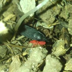 Neurocladus brachiidens