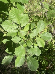 Quercus muehlenbergii