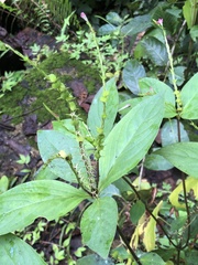 Spigelia