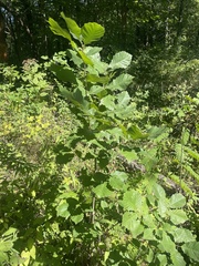 Quercus muehlenbergii