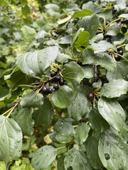 Rhamnus cathartica