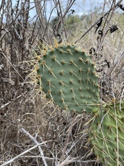 Opuntia