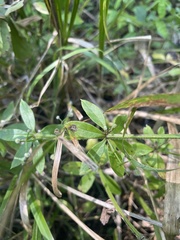 Galium triflorum