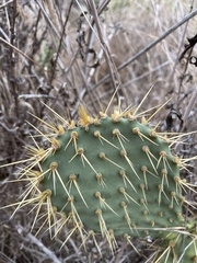 Opuntia