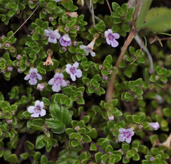 Clinopodium nubigenum