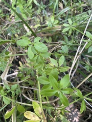 Galium triflorum