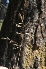 Bromus carinatus