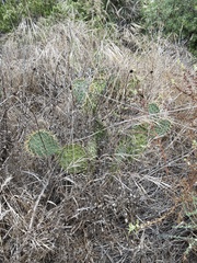 Opuntia