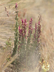 Neobartsia