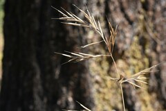 Bromus carinatus