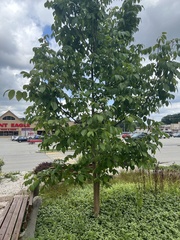 Ulmus glabra