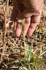 Bromus carinatus
