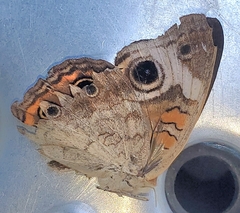 Junonia