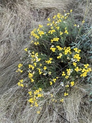 Psilostrophe cooperi