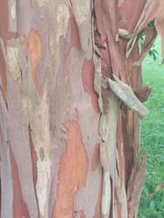 Acer griseum