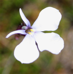 Lobelia tenera