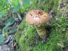 Hemistropharia